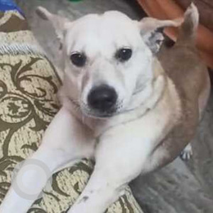 Indie dog is missing from Rajiv Gandhi Institude of Technology-3