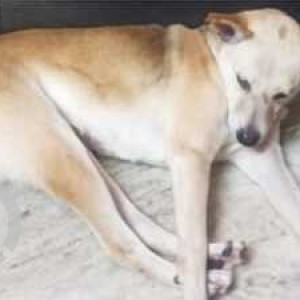 Indie dog is missing from Rajiv Gandhi Institude of Technology-4