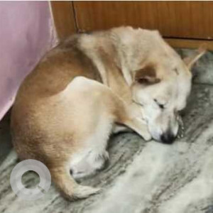 Indie dog is missing from Rajiv Gandhi Institude of Technology-5
