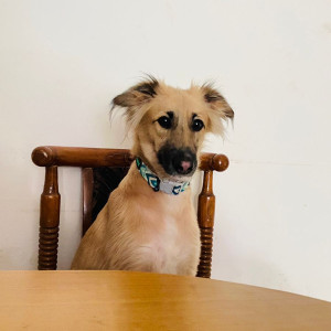 My pet joey is missing from golf course extension, gurgaon-3