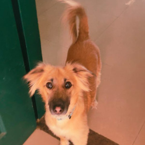 My pet joey is missing from golf course extension, gurgaon-2