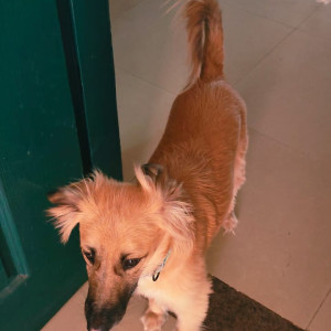 My pet joey is missing from golf course extension, gurgaon