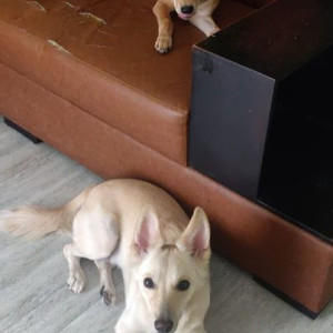 My pet Joey is missing from streets of adambakkam & Velchery-2