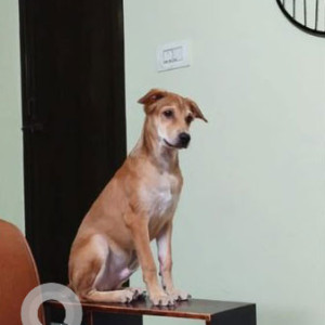 My pet Joey is missing from streets of adambakkam & Velchery