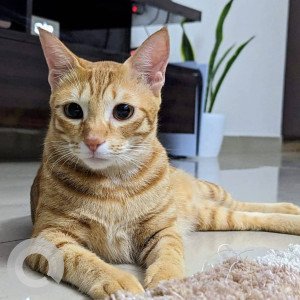 A Indie cat is missing from Bengaluru