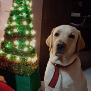 Dusky Male Labrador Dog is Missing from JP Nagar 6th phase, Yelachenahalli