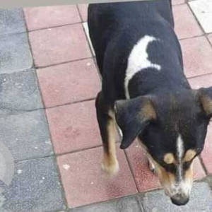 A pet dog is missing from KW Srishti , RNE-2