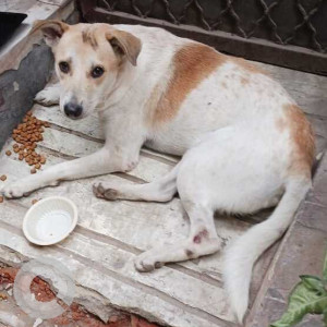 Dog found in Kalka ji Cr park Govindpuri Govindpuri extension