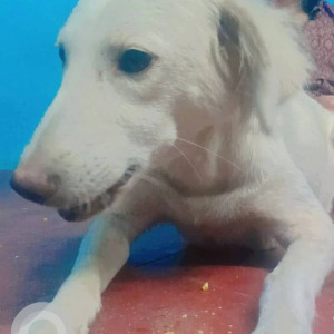 female Indie dog was found near Kamla Nehru Hospital in Mangalwar Path