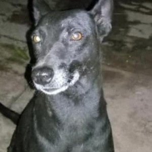 A pet dog is missing from saidapet