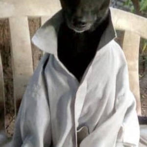 A pet dog is missing from saidapet-2