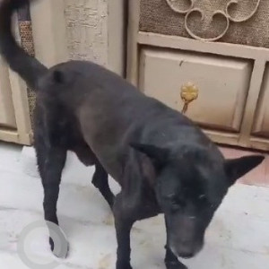 A dog is missing from karthik nagar, near marathalli-2