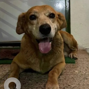 Mix Indie and Labrador breed is found in  Karve Nagar-2