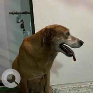 Mix Indie and Labrador breed is found in  Karve Nagar-3