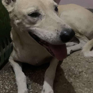 Stray dog is missing from Dwarka near Palam-2