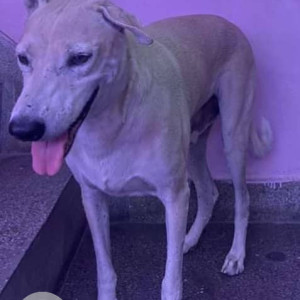 Stray dog is missing from Dwarka near Palam-3