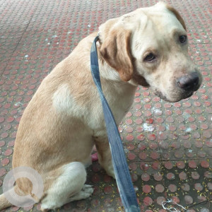 Labrador found from Shankar Gym, SB Patel Road, Khar Danda