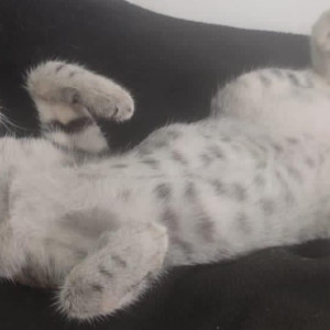 A pet cat is missing from Footloose hostel, 2 lanes behind-2