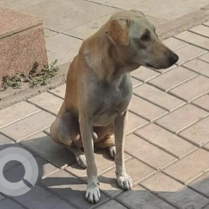 Indie dog is found near Koregaon Park diagonally opposite lane 3