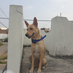 Missing: Brown Female Indie Female Dog from Mecosabagh Cricket Ground, Anmol Appartment