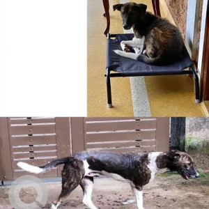 Lost community dog from Bokashi Arradi, Parra-2