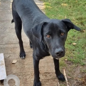 Lost  male dog found in La Tierra society Vishrantwadi