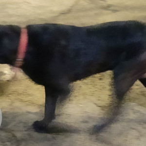 Labrador is found in  AC Block, Anna Nagar. Near Krishnaswamy school-2