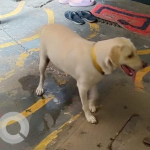 A pet dog is found on the street of Thoraipakkam-2