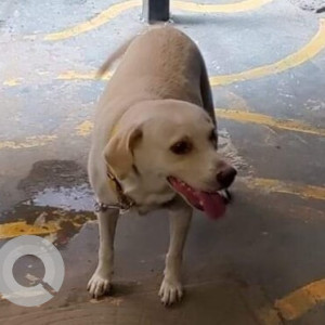 A pet dog is found on the street of Thoraipakkam