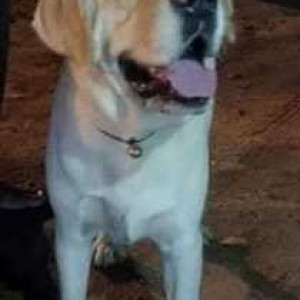 Lost labrador is found in Basavangudi near Hanumanthanagar-2