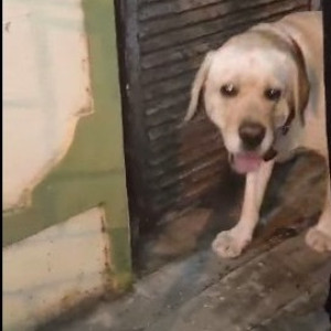 A pet Labrador is missing from NR Colony-2