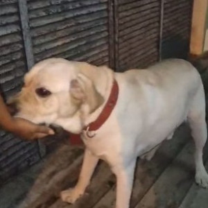 A pet Labrador is missing from NR Colony