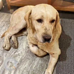 Labrador was found in Kharibot, samakhusi