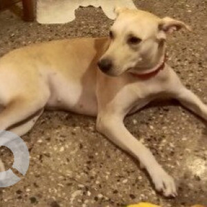 Lost dog found in Langford Road Richmond Town-3