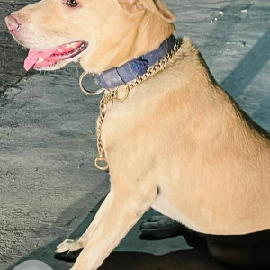 Labrador found near 4th street, Venkateshwara Nagar, Pozhichalur