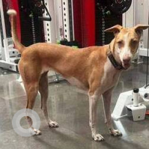 A pet Indie dog is missing from Bandra-2