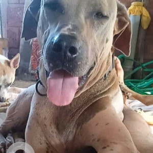 Pet dog is missing from love temple and food planet