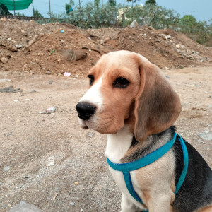 Black and Brown Male Beagle Dog is Missing from Mithila Nagar,Jillelaguda village,Balapur. Land mark opp Sabitha Indra Reddy office Balapur