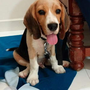 Black and Brown Male Beagle Dog is Missing from Mithila Nagar,Jillelaguda village,Balapur. Land mark opp Sabitha Indra Reddy office Balapur-2