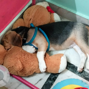 Black and Brown Male Beagle Dog is Missing from Mithila Nagar,Jillelaguda village,Balapur. Land mark opp Sabitha Indra Reddy office Balapur-3