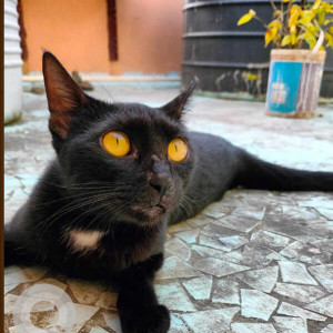 black indie cat is missing from Charkop Kandivil Sector 9 Swami Samarth Math Forest Area-2