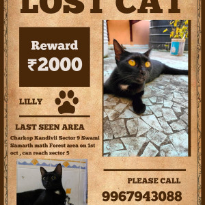 black indie cat is missing from Charkop Kandivil Sector 9 Swami Samarth Math Forest Area-3