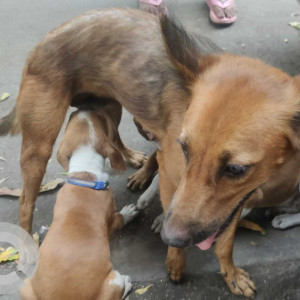 Lola  is missing  from Dadar Jain Health Centre