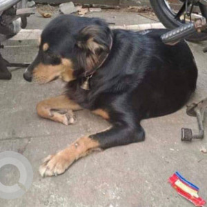 Lost dog found in D'monte lane, malad west