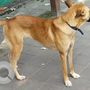 A pet dog is found roaming near Kumar parisar, Ashish Garden Kothrud-2