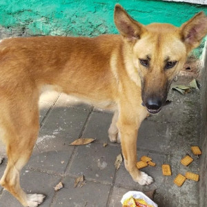 A pet dog is found roaming near Kumar parisar, Ashish Garden Kothrud