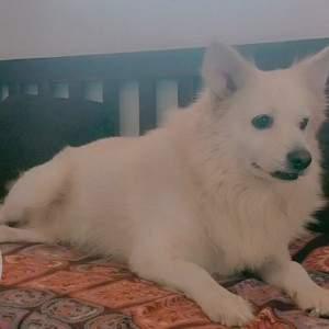 My 9 year old pet Lucky is missing from Malad west-2