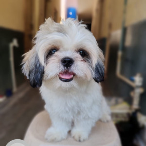 My Pet Shih Tzu Lucy is missing from Princetown Appartments-2