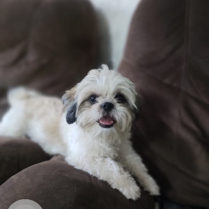 My Pet Shih Tzu Lucy is missing from Princetown Appartments