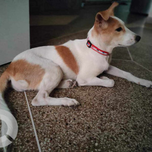 My indie Pet lucy is missing from saket ignou road, delhi